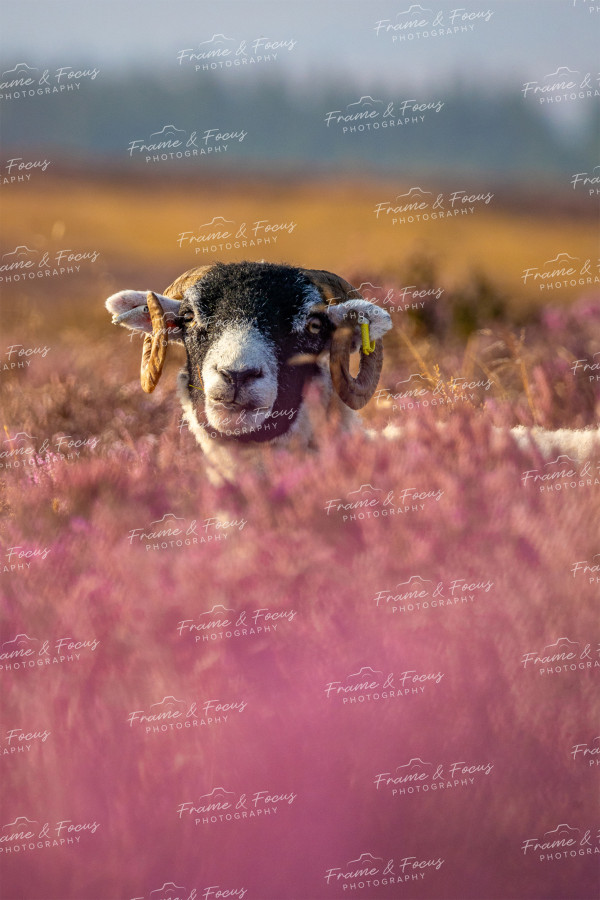 To buy a print or any of the below please click on the images